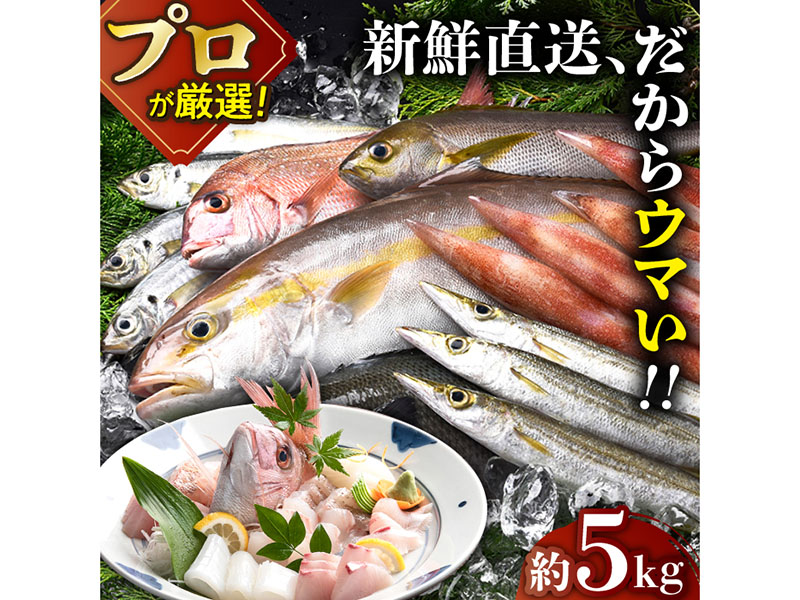 【漁師から直送】旬の朝獲れ鮮魚 約5kg【綾香水産】